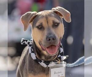 Mutt Dogs for adoption in San Diego, CA, USA