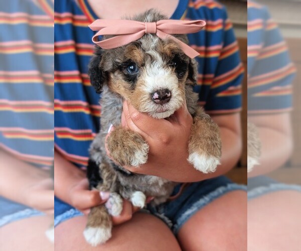 Medium Photo #2 Bernedoodle (Miniature) Puppy For Sale in DAVIS, CA, USA