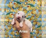Image preview for Ad Listing. Nickname: Tiny Aries