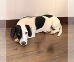 Small #4 Dachshund Mix