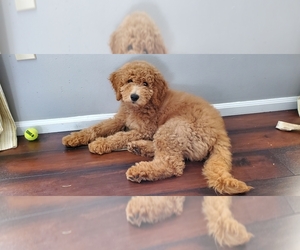 Goldendoodle Puppy for sale in BRIGHTON, MO, USA