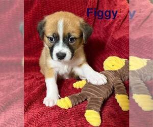 Australian Shepherd-Unknown Mix Dogs for adoption in Aurora, IN, USA