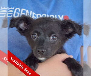 Chiranian Dogs for adoption in Huntley, IL, USA