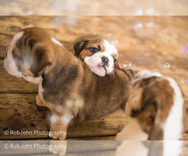 Medium Photo #15 Bulldog Puppy For Sale in STRAFFORD, MO, USA