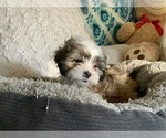 Small Photo #6 Shih-Poo-Zuchon Mix Puppy For Sale in GALENA, NV, USA