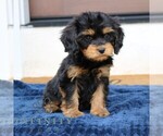 Small #4 Cavalier King Charles Spaniel-Goldendoodle Mix