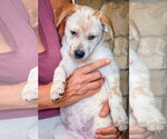 Small #1 Mutt