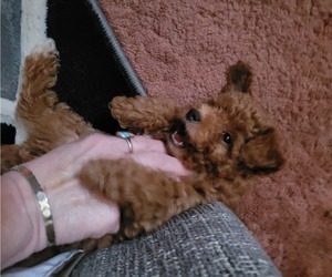Poodle (Miniature) Puppy for Sale in LETTS, Iowa USA