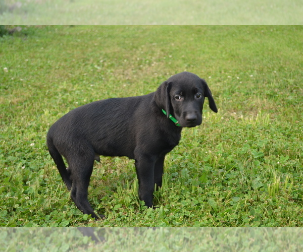 Medium Photo #4 Labrador Retriever Puppy For Sale in GREENWOOD, WI, USA