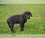 Small #3 Labrador Retriever