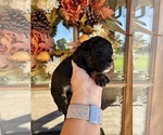 Small Photo #34 Aussiedoodle Miniature  Puppy For Sale in ROCK HILL, SC, USA