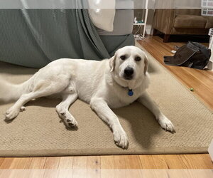 Great Pyrenees Dogs for adoption in Greenbelt, MD, USA