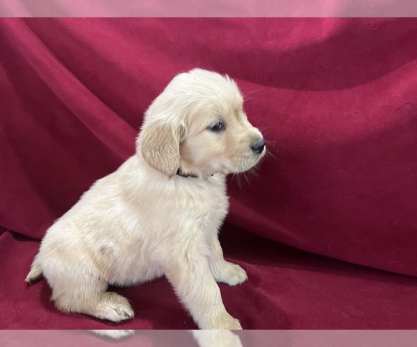 Medium Photo #8 Golden Retriever Puppy For Sale in DETROIT, MI, USA