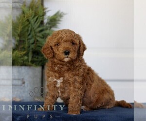 Goldendoodle (Miniature) Puppy for sale in LANCASTER, PA, USA