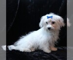 Small #3 Maltese