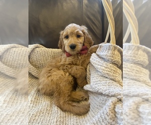 Goldendoodle-Irish Doodle Mix Puppy for sale in CHARLOTTESVILLE, VA, USA