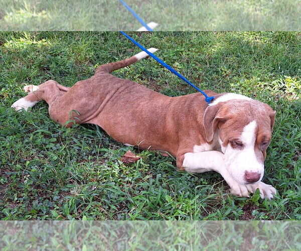 Medium Photo #4 Bulldog-Unknown Mix Puppy For Sale in Wetumpka, AL, USA