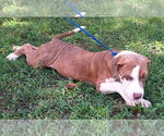 Small #3 Bulldog Mix