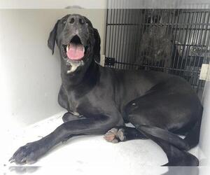 Great Dane Dogs for adoption in Houston, TX, USA