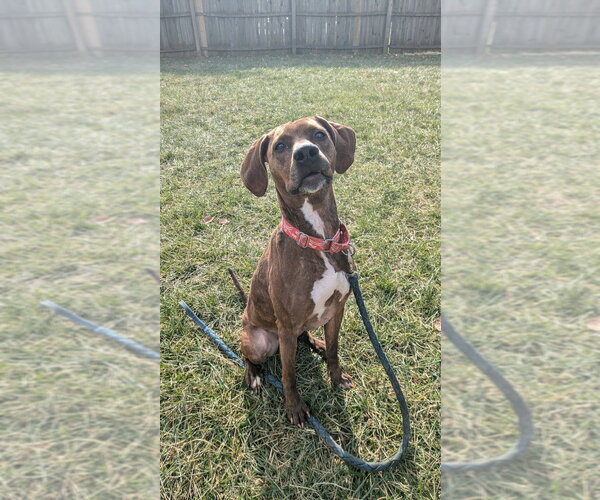 Medium Photo #1 Mutt Puppy For Sale in Richmond, IN, USA