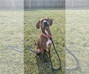 Mutt Dogs for adoption in Richmond, IN, USA