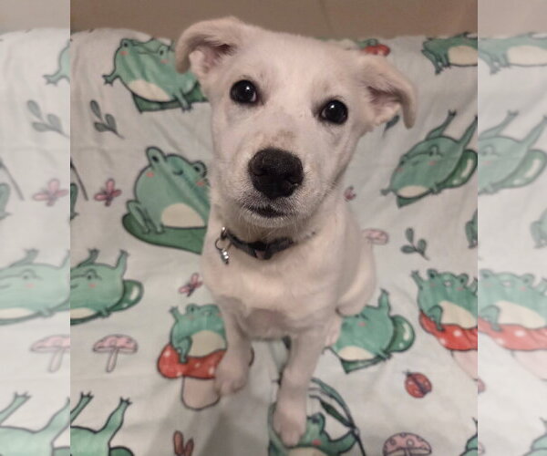 Medium Photo #2 Shiba Inu-Unknown Mix Puppy For Sale in Chandler, AZ, USA