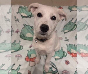 PEARL #2 - Female Shiba Inu-Unknown Mix Dog for Adoption - Photo #2