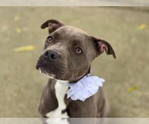 American Pit Bull Terrier Dogs for adoption in Charlotte, NC, USA