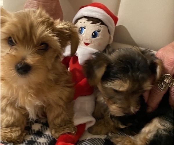 Medium Photo #3 Morkie-Yorkshire Terrier Mix Puppy For Sale in CAPE CORAL, FL, USA
