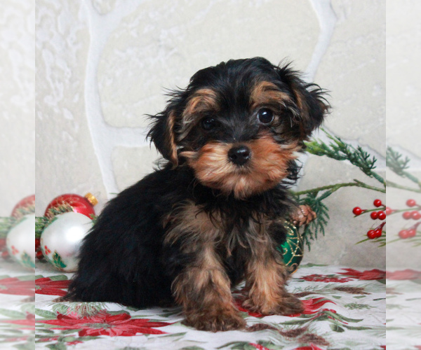 Medium Photo #1 YorkiePoo Puppy For Sale in GORDONVILLE, PA, USA