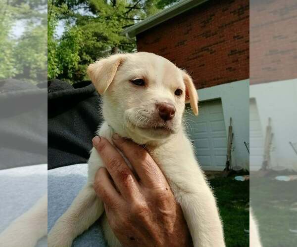Medium Photo #1 Labrador Retriever-Unknown Mix Puppy For Sale in Aurora, IN, USA