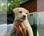 Small Labrador Retriever Mix