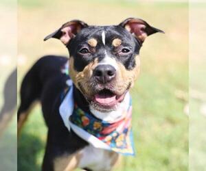 Bull Terrier-Unknown Mix Dogs for adoption in San Antonio, TX, USA