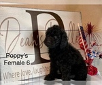 Small Photo #7 Labradoodle-Unknown Mix Puppy For Sale in PRICHARD, WV, USA