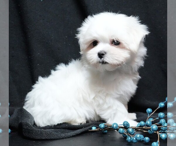 Medium Photo #4 Maltese Puppy For Sale in ROCK VALLEY, IA, USA