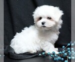Small #3 Maltese