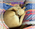 Small #9 Chiweenie