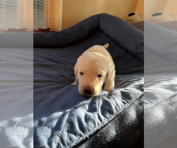Medium Photo #12 Labrador Retriever Puppy For Sale in CLOVIS, CA, USA