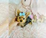Small #11 Yorkshire Terrier