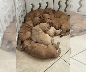Golden Retriever Puppy for sale in LIBERTY HILL, TX, USA