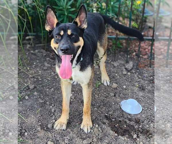 Medium Photo #1 German Shepherd Dog-Unknown Mix Puppy For Sale in Rowlett, TX, USA