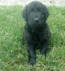 Goldendoodle Puppy for sale in MARYSVILLE, OH, USA