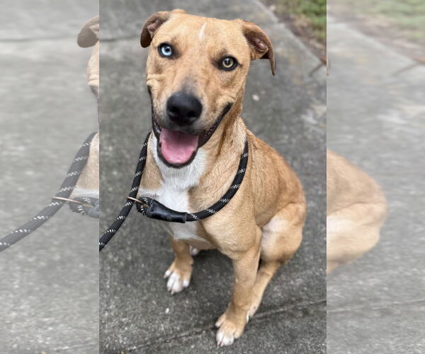 Medium Photo #11 Catahoula Leopard Dog-Unknown Mix Puppy For Sale in Sanford, FL, USA
