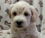 Small Photo #3 Havachon Puppy For Sale in WINSTON SALEM, NC, USA