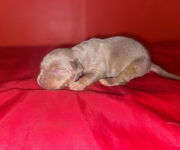 Medium Photo #12 American Bully Puppy For Sale in TRENTON, NJ, USA