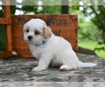 Small #4 Shih Tzu