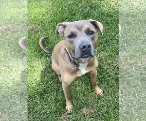 Border Collie-Unknown Mix Dogs for adoption in Sykesville, MD, USA