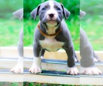 Puppy Puppy 8 American Bully