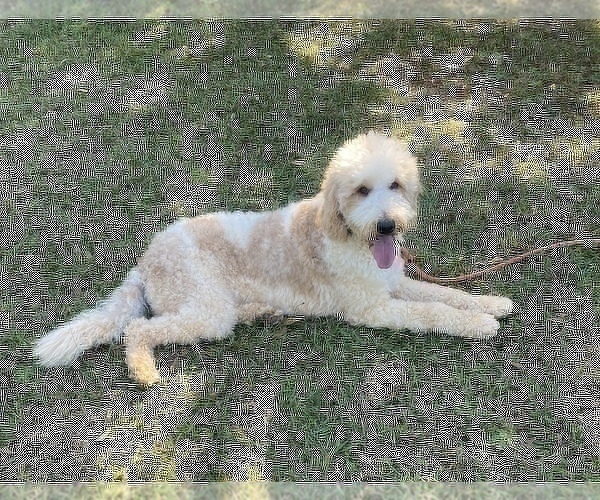 Medium Photo #1 Goldendoodle Puppy For Sale in CHESNEE, SC, USA