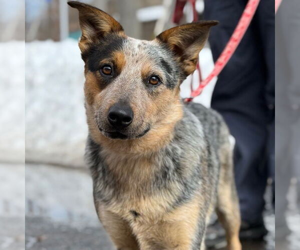 Medium Photo #13 Mutt Puppy For Sale in Canton, CT, USA